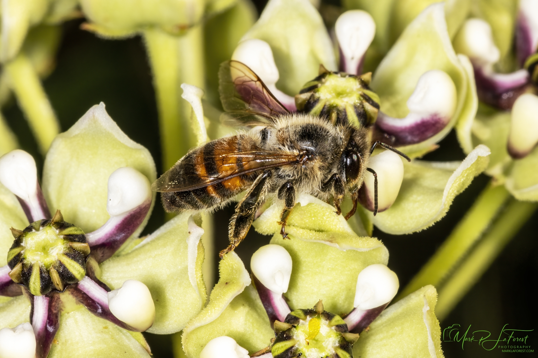 Honey Bee on Milkweed, Austin, Texas